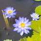 💎Rare Species | 7-Day Germination 🌱 50% Off – Today Only!  Bonsai Bowl Lotus Seeds