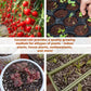 Spring Hot Sale 49% OFF✨ -  Premium Organic Coconut Coir Bricks for Plants