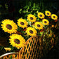 🌻 LIMITED-TIME 50% OFF! Sunflower Solar Garden Lights, Auto On/Off Long Lasting IP65 Waterproof LED Stake Lights for Patio Yard Pathway Decoration ✨