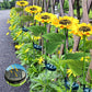 🌻 LIMITED-TIME 50% OFF! Sunflower Solar Garden Lights, Auto On/Off Long Lasting IP65 Waterproof LED Stake Lights for Patio Yard Pathway Decoration ✨