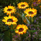 🌻 LIMITED-TIME 50% OFF! Sunflower Solar Garden Lights, Auto On/Off Long Lasting IP65 Waterproof LED Stake Lights for Patio Yard Pathway Decoration ✨