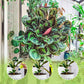 🌿【All-Purpose Indoor & Outdoor Plant Nutrient】—One bottle in hand, the world is yours!🌱🏡✨